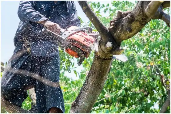 tree services Raymondville